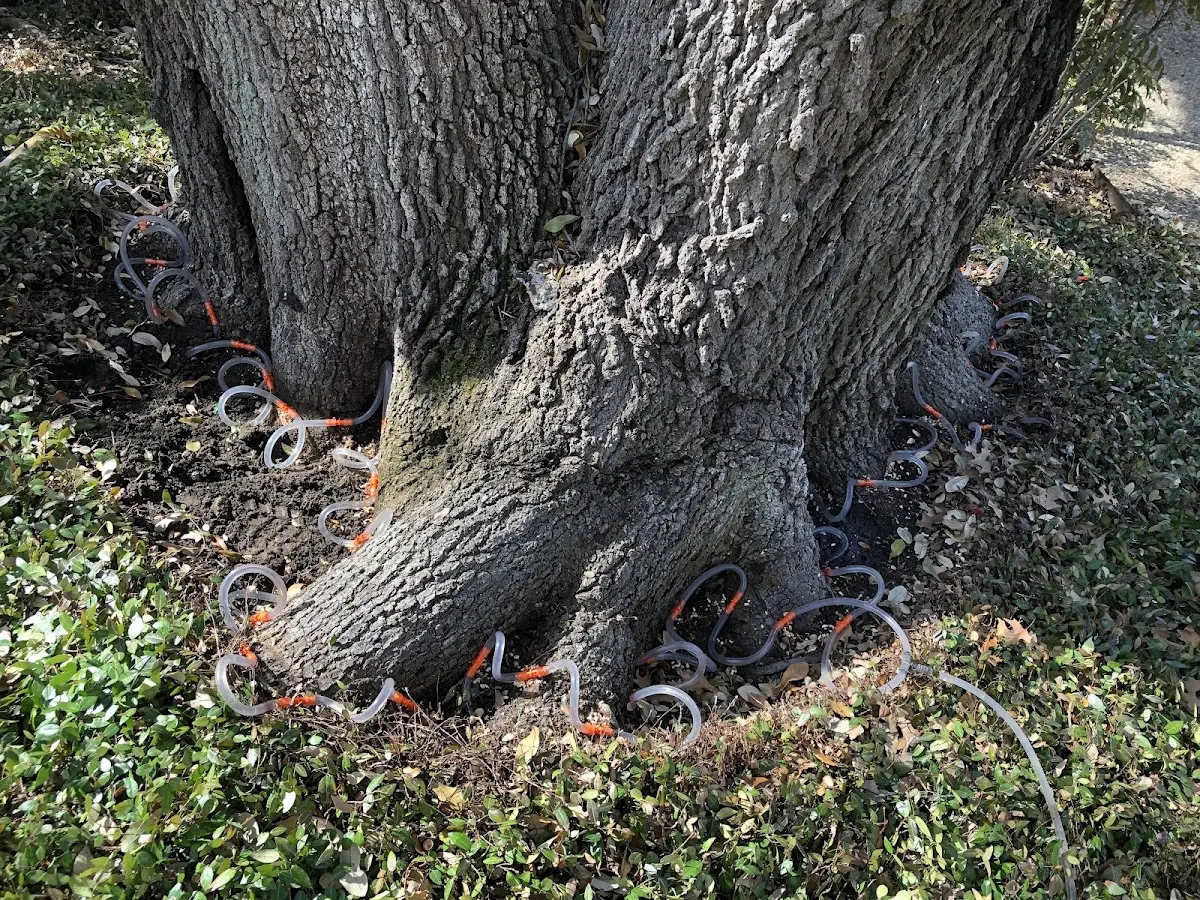 Detailed Tree Cabling and Bracing job site in Iron Belt