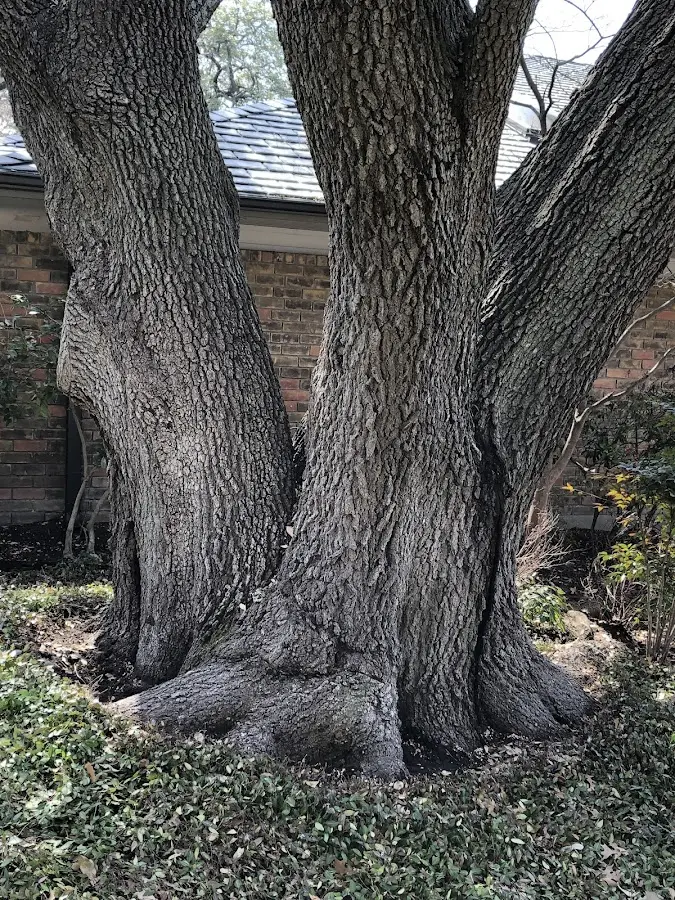 Mature heritage tree close to a Iron Belt property cared for by certified arborists